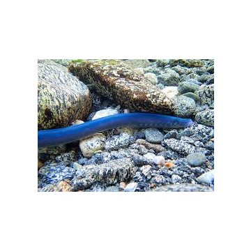 Blue Lamprey