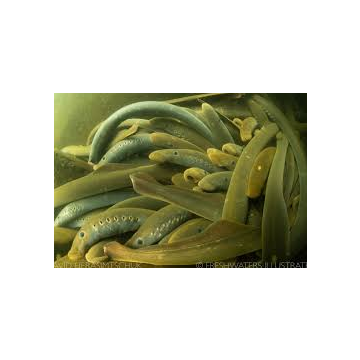 Green Lamprey