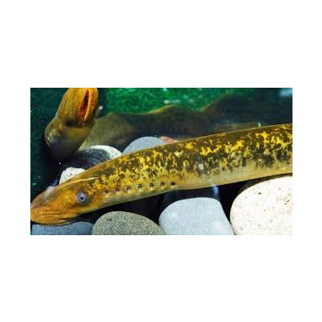 Yellow Lamprey