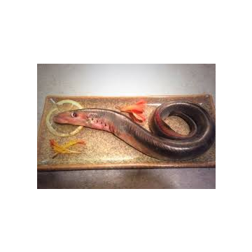 Red Lamprey
