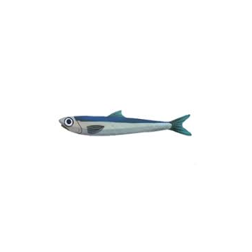 Oily Anchovy